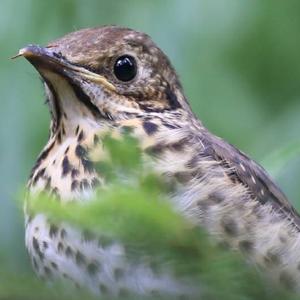 Song Thrush