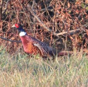 Common Pheasant