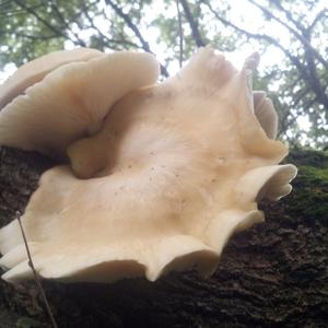 Trumpet Oyster Mushroom