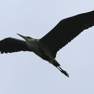 Grey Heron