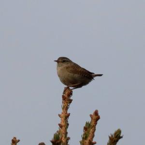 Winter Wren