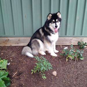 Alaskan Malamute