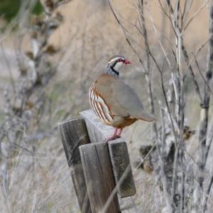 Red-legged Partridge