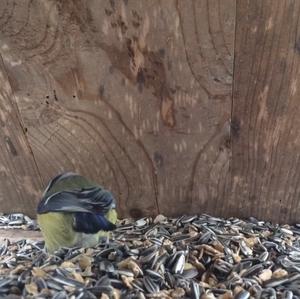 Blue Tit