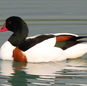 Common Shelduck