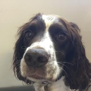 Spaniel (English Springer)