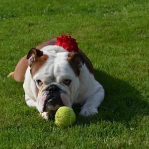 Englische Bulldogge