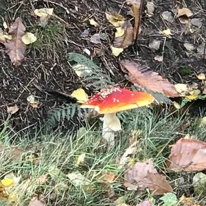 Fly Agaric