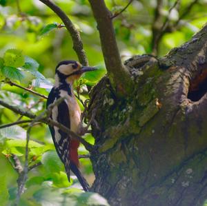 Great Spotted Woodpecker