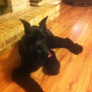 Giant Schnauzer