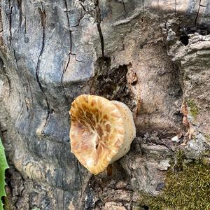 Dryad`s Saddle