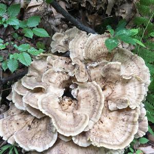 Hen-of-the-Woods