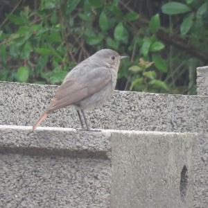 Black Redstart