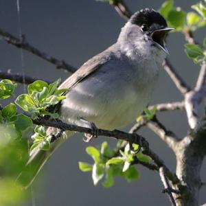 Blackcap