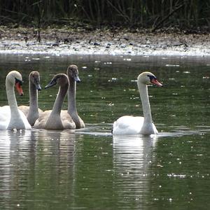 Mute Swan