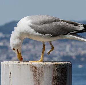 Yellow-legged Gull