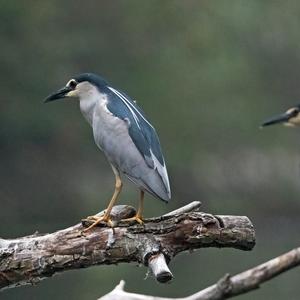 Black-crowned Night-heron