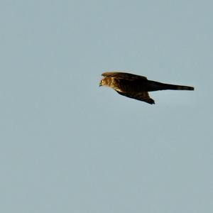 Eurasian Sparrowhawk