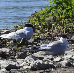 Common Tern