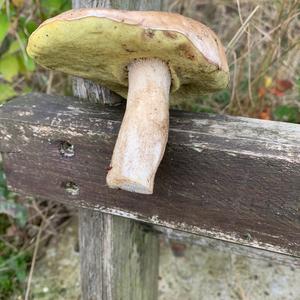 Summer Bolete