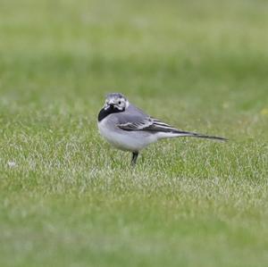 White Wagtail