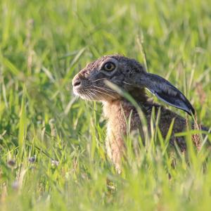 European Hare