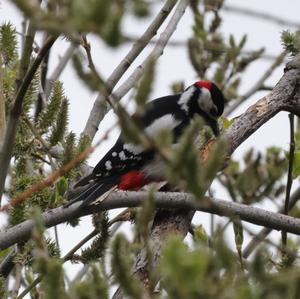 Great Spotted Woodpecker