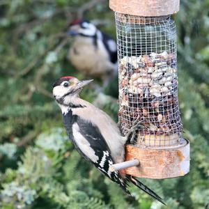 Great Spotted Woodpecker