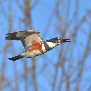 Belted Kingfisher