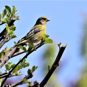 European Greenfinch