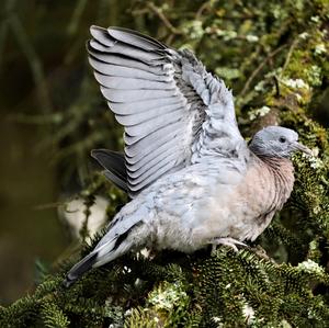 Common Wood-pigeon