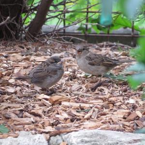 House Sparrow