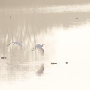 Great Egret