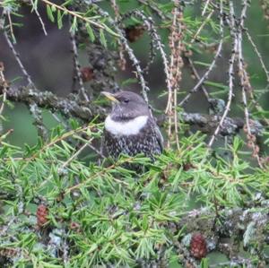 Ring Ouzel