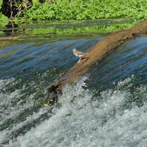 Common Sandpiper