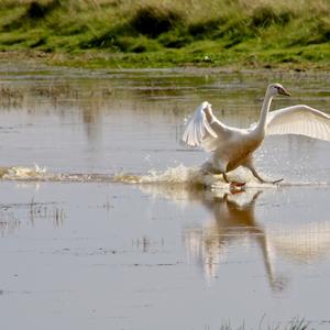 Höckerschwan