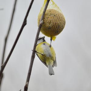 Blue Tit