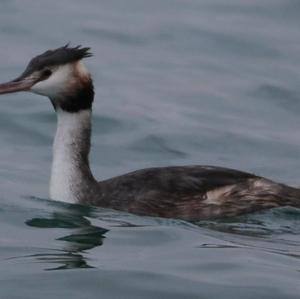 Great Crested Grebe