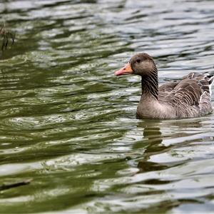 Greylag Goose