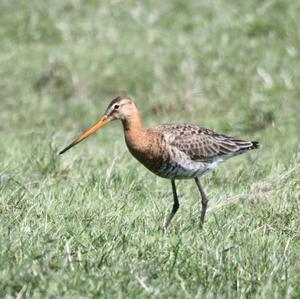 Black-tailed Godwit