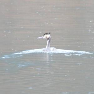 Great Crested Grebe