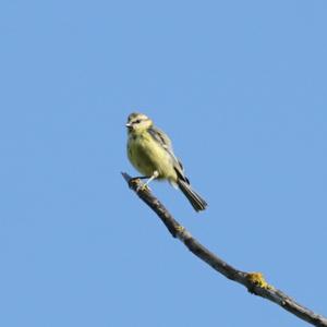 Blue Tit