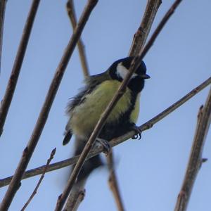 Great Tit