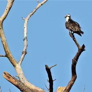 Osprey