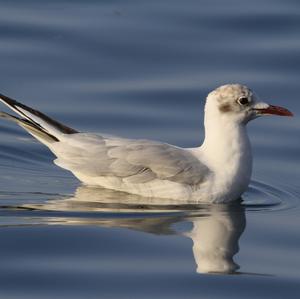 Black-headed Gull