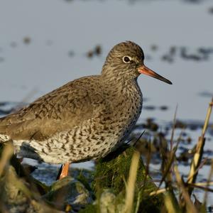 Common Redshank