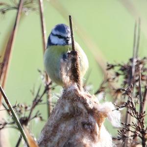 Blue Tit