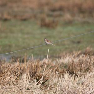 Cirl Bunting