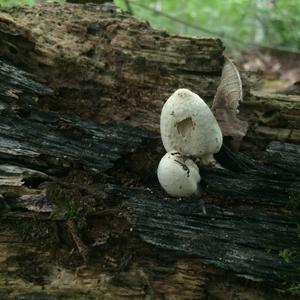 Shaggy Mane