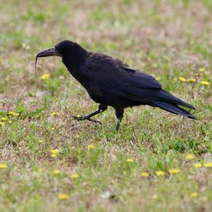 Common Raven